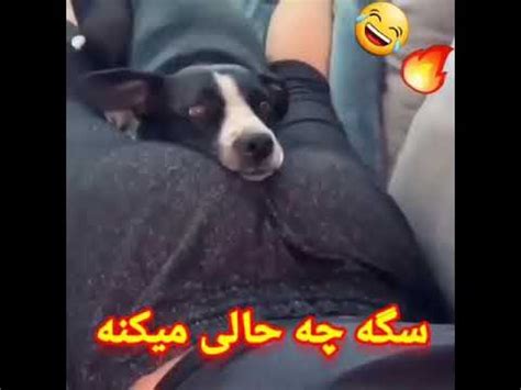 سکس سگ با زن .